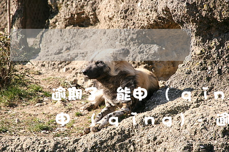 逾期了還能申請(qǐng)信用卡嗎怎么申請(qǐng)-逾期了還能申請(qǐng)信用卡嗎怎么申請(qǐng)的