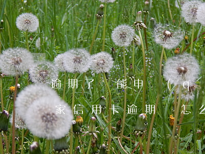 逾期了還能申請(qǐng)哪家信用卡（多家信用卡逾期該怎么還）