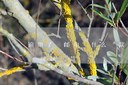 逾期了還能申請什么貸款(貸款逾期還了以后還可以貸款嗎)