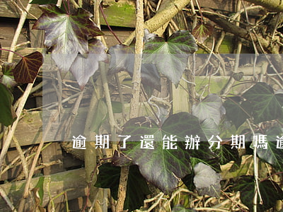 逾期了還能辦分期嗎(逾期了還能辦分期嗎)
