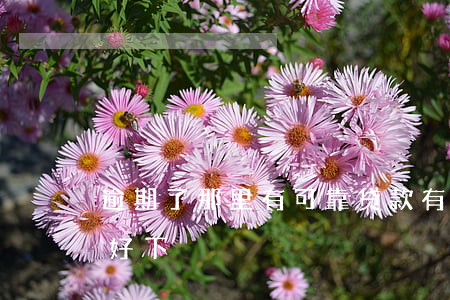 逾期了那里有可靠贷款(有逾期现在哪个平台好下)