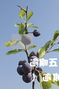 逾期五個(gè)月怎么(我已經(jīng)逾期5個(gè)月)