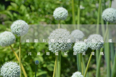 逾期五個月還款會怎么樣(連續(xù)五個月逾期還能做房貸嗎)