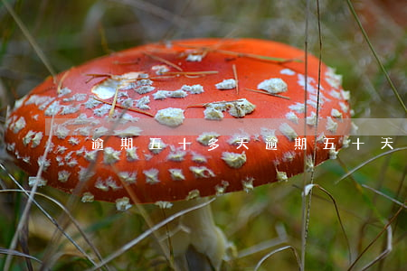 逾期五十多天(逾期五十天有什么影響)