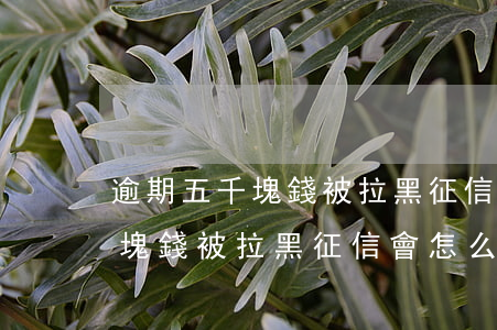 逾期五千塊錢被拉黑征信會怎么樣（逾期五千塊錢被拉黑征信會怎么樣）