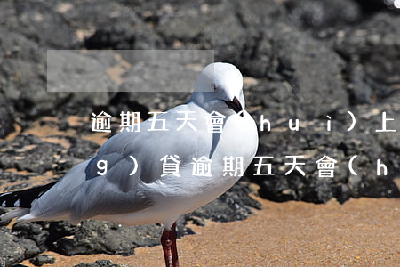 逾期五天會(huì)上征信嗎(網(wǎng)貸逾期五天會(huì)上征信嗎)
