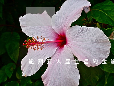逾期五天產生違約金(逾期五天會怎么樣)