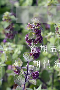 逾期五年后怎么還款(5年內(nèi)有逾期情況還能貸款嗎)