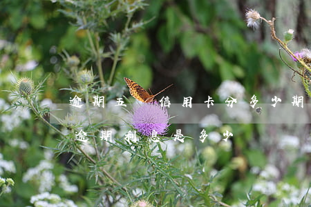逾期五萬信用卡分多少期劃算(五萬元信用卡逾期利息是多少)