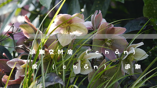 逾期交付房產(chǎn)證（購房合同沒有房產(chǎn)證逾期）