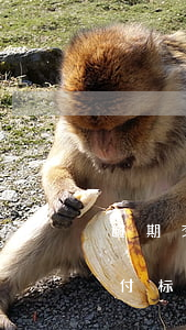逾期交付标的物什么意思，解释关键词：逾期交付标的物的含义