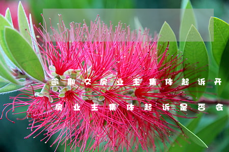 逾期交房业主集体起诉开发商(开发商延期交房业主集体起诉是否会败诉)