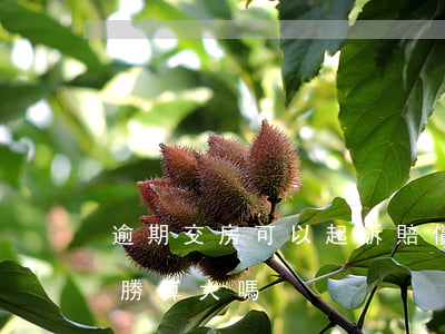 逾期交房可以起訴賠償嗎(起訴逾期交房賠償勝算大嗎)