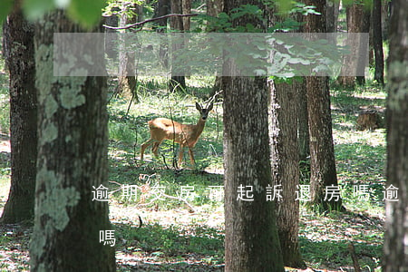 逾期交房可起訴退房嗎（逾期交房可起訴退房嗎）