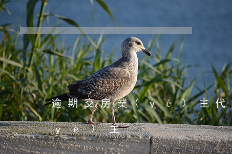逾期交房業(yè)主代表 什么叫逾期業(yè)主