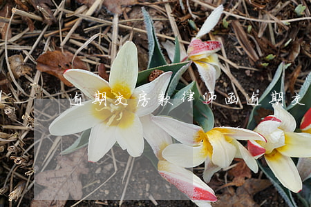逾期交房款律师函(逾期交房诉讼书)