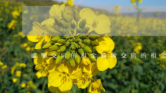 逾期交房的租金 逾期交房的租金可以退嗎