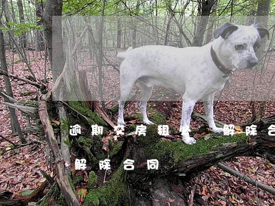逾期交房租必須解除合同嗎(逾期交房租必須解除合同嗎)