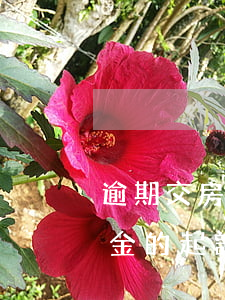 逾期交房第二次起訴-二手房延期交房違約金的起訴