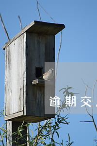 逾期交房賠償損失(逾期交房賠償損失多少)