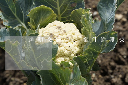 逾期交房起訴案件(逾期交房如何起訴)