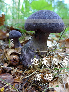 逾期交房退房申請(qǐng)（期房逾期退房起訴）