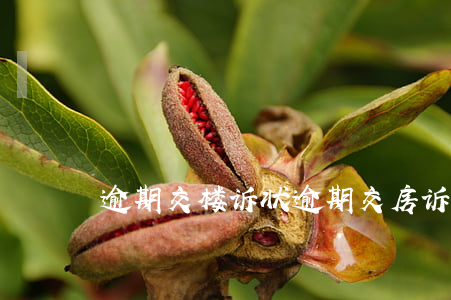逾期交楼诉状 逾期交房诉讼状怎样写