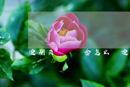 逾期交貨違約金怎么寫(逾期交貨的違約金)