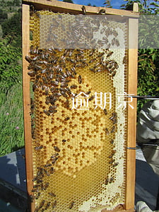 逾期京東白條1年(京東白條逾期2年)