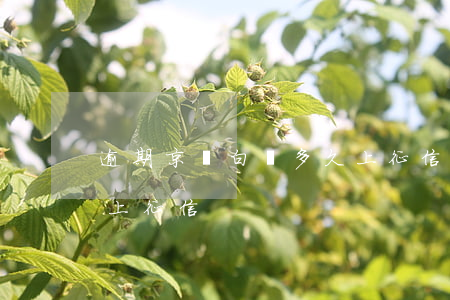 逾期京東白條多久上征信(京東白條逾期多久上征信?)