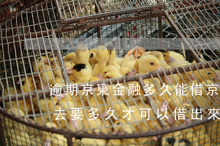 逾期京東金融多久能借 京東金融逾期后還進去要多久才可以借出來