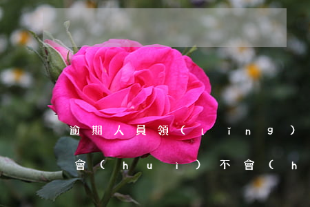 逾期人員領(lǐng)結(jié)婚證會(huì)不會(huì)被查到-逾期了領(lǐng)證結(jié)婚影響對(duì)方嗎