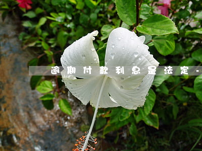 逾期付款利息是法定-逾期付款利息司法解釋