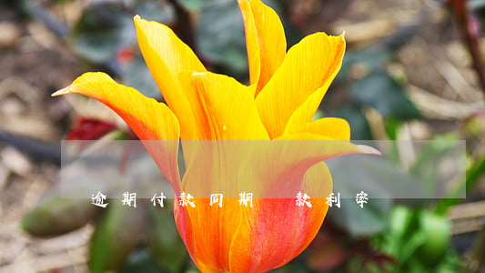 逾期付款同期貸款利率