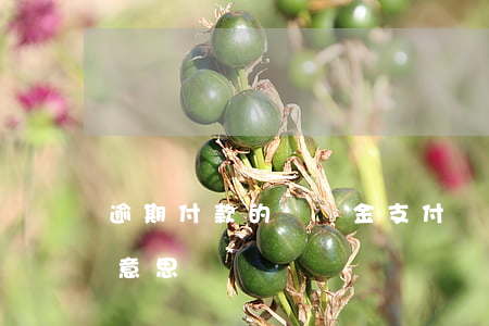 逾期付款的滯納金（支付寶逾期滯納金是什么意思）