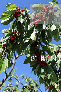 逾期付款責(zé)任