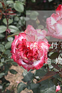 逾期付款違約金利息不超過(guò)多少-逾期付款違約金利息不超過(guò)多少合法