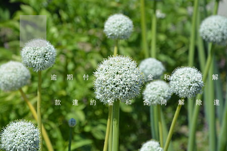 逾期付款違約金和合同解除違約金-逾期付款違約金和合同解除違約金一樣嗎