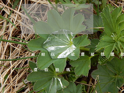 逾期以后能還最低還款嗎(逾期了還能還最低還款額嗎)