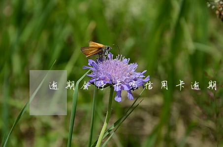 逾期会停卡吗（信用卡逾期停卡有什么结果）
