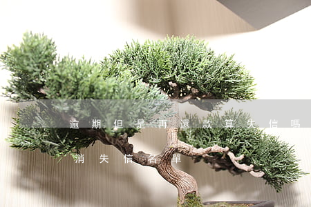 逾期但是再還款算失信嗎(逾期還款完成會取消失信名單)