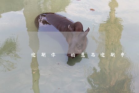 逾期作廢的意思 逾期申報(bào)可以作廢嗎