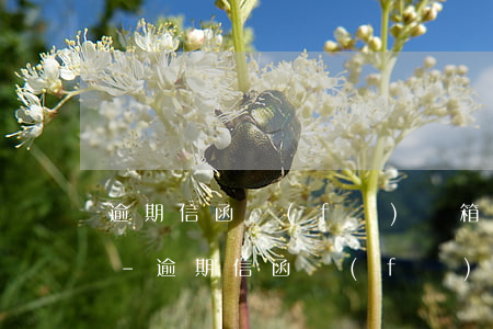 逾期信函發(fā)郵箱了還會再寄過來嗎-逾期信函發(fā)郵箱了還會再寄過來嗎
