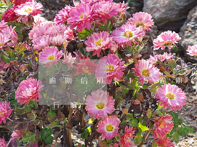 逾期信用卡15(逾期信用卡1000會被限行嘛)