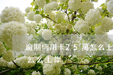 逾期信用卡25萬怎么上岸(欠信用卡25萬怎么上岸)
