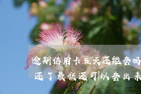 逾期信用卡五天还能套吗(信用卡逾期第四天还了最低还可以套出来吗)