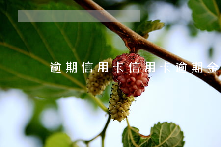 逾期 信用卡（信用卡逾期金融信息庫）