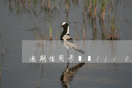 逾期信用卡凍結(jié)怎么解凍
