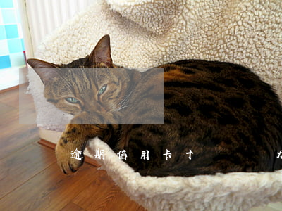 逾期信用卡十幾萬無力償還