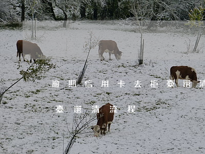 逾期信用卡去柜臺還清流程 逾期信用卡去柜臺還清流程